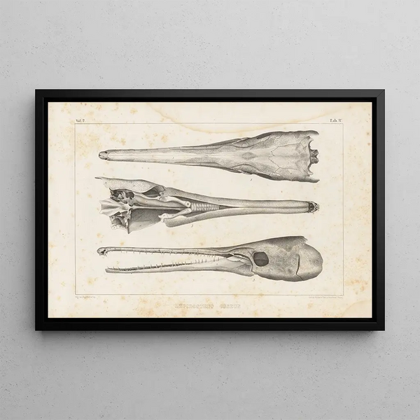 Ricerche sui pesci fossili Pl105 - Louis Agassiz — quadro incorniciato alla parete