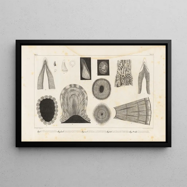 Louis Agassiz - Recherches sur les poissons fossiles Pl113.webp