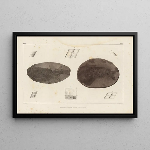 Ricerche sui pesci fossili, pl. 115 - Louis Agassiz — quadro incorniciato alla parete