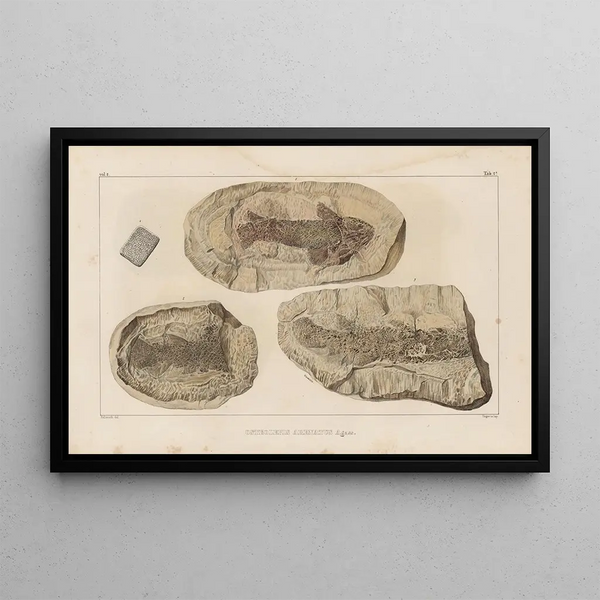 Louis Agassiz - Recherches sur les poissons fossiles Pl125.webp