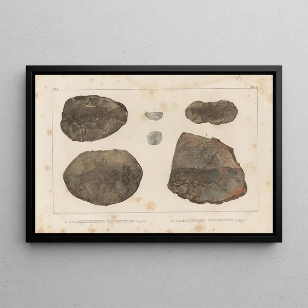 Ricerche sui pesci fossili Pl126 - Louis Agassiz — quadro incorniciato alla parete