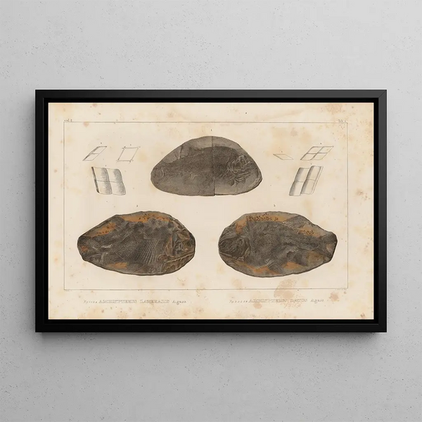 Ricerche sui pesci fossili Pl127 - Louis Agassiz — quadro incorniciato alla parete