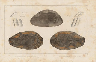 Louis Agassiz - Recherches sur les poissons fossiles Pl127.webp