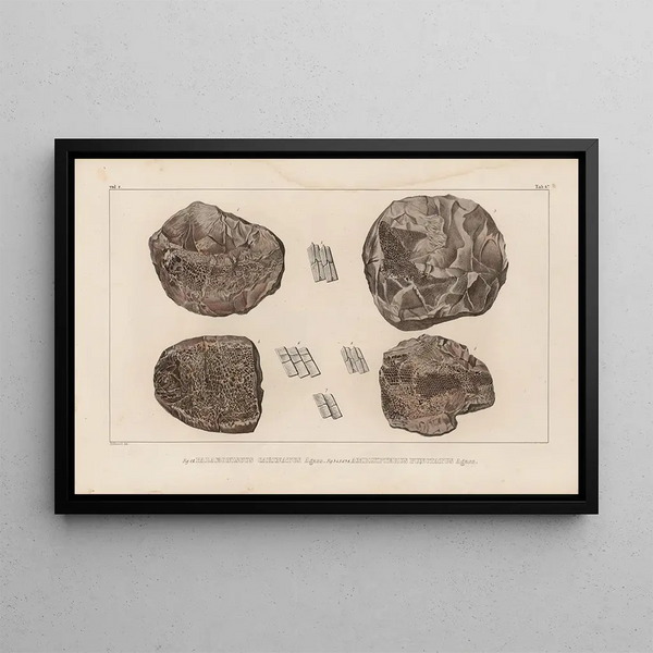 Ricerche sui pesci fossili Pl129 - Louis Agassiz — quadro incorniciato alla parete