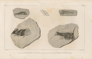 Louis Agassiz - Recherches sur les poissons fossiles Pl133.webp