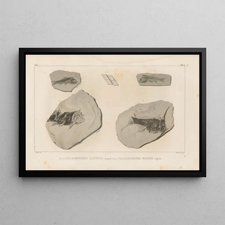 Louis Agassiz - Recherches sur les poissons fossiles Pl133.webp