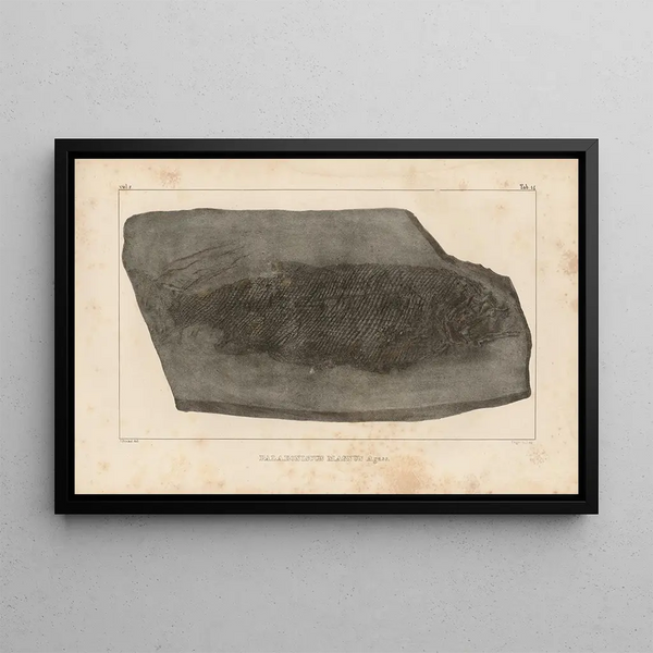 Ricerche sui pesci fossili Pl142 - Louis Agassiz — quadro incorniciato alla parete
