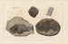 Ricerche sui Pesci Fossili Pl145 - Louis Agassiz — vista dell’opera