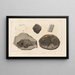 Ricerche sui Pesci Fossili Pl145 - Louis Agassiz — quadro incorniciato alla parete