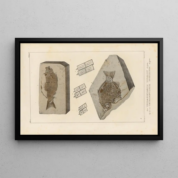 Ricerche sui pesci fossili Pl152 - Louis Agassiz — quadro incorniciato alla parete