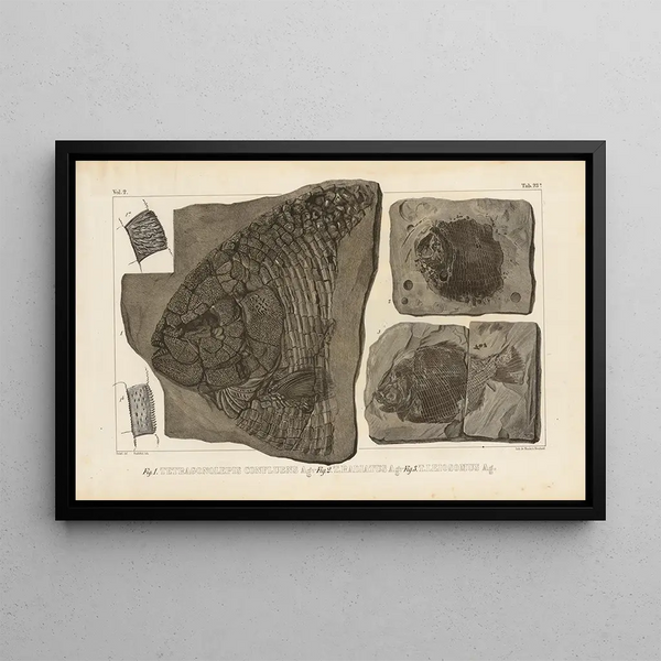 Louis Agassiz - Recherches sur les poissons fossiles Pl155.webp