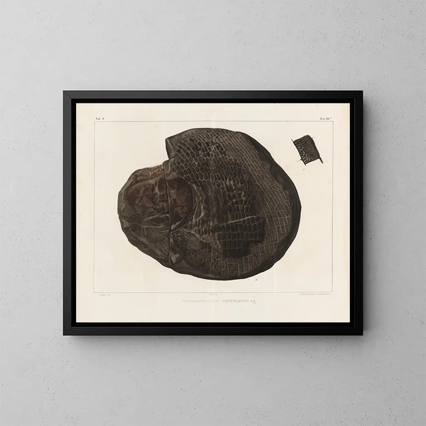 Ricerche sui pesci fossili Pl. 157 - Louis Agassiz — quadro incorniciato alla parete