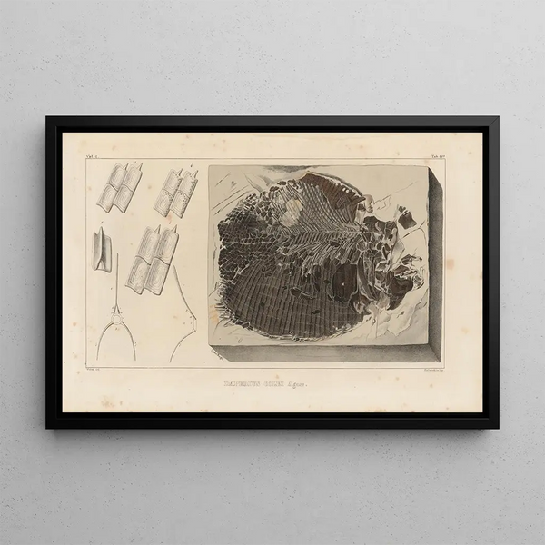 Louis Agassiz - Recherches sur les poissons fossiles Pl164.webp