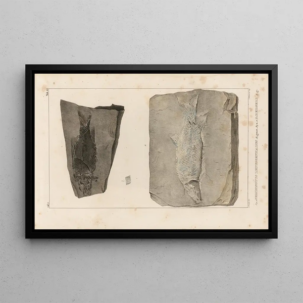 Ricerche sui pesci fossili Pl168 - Louis Agassiz — quadro incorniciato alla parete