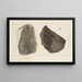 Ricerche sui pesci fossili Pl170 - Louis Agassiz — quadro incorniciato alla parete
