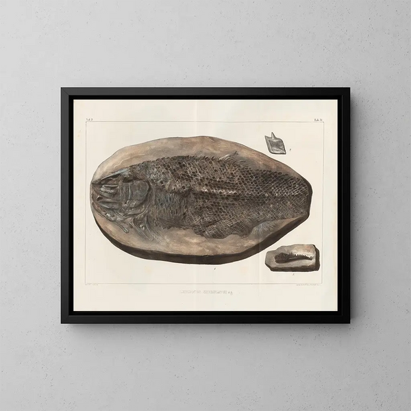 Ricerche sui pesci fossili - Louis Agassiz — quadro incorniciato alla parete