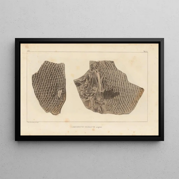 Ricerche sui pesci fossili Pl. 182 - Louis Agassiz — quadro incorniciato alla parete