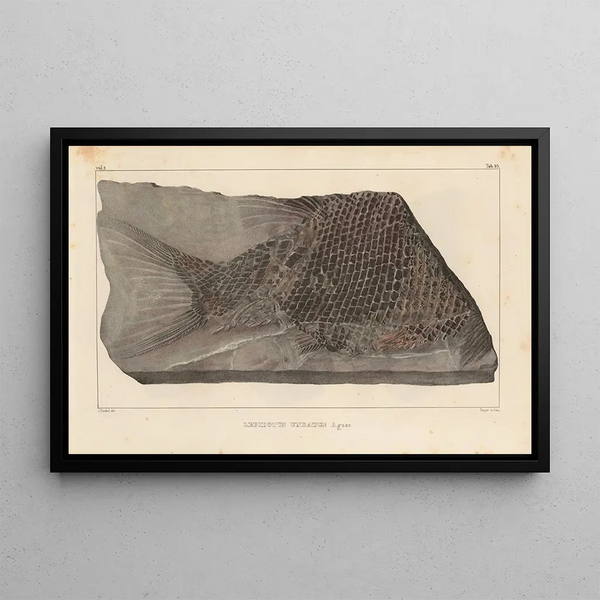 Louis Agassiz - Recherches sur les poissons fossiles Pl183.webp