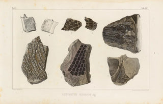 Louis Agassiz - Recherches sur les poissons fossiles Pl184.webp