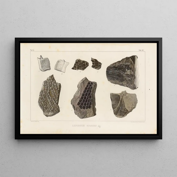 Louis Agassiz - Recherches sur les poissons fossiles Pl184.webp