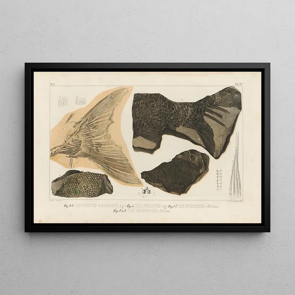 Ricerche sui pesci fossili Pl187 - Louis Agassiz — quadro incorniciato alla parete