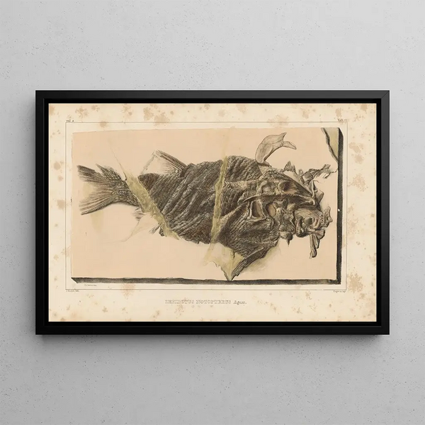 Louis Agassiz - Recherches sur les poissons fossiles Pl188.webp