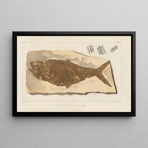 Ricerche sui pesci fossili Pl194 - Louis Agassiz — quadro incorniciato alla parete