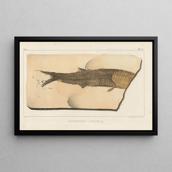 Ricerche sui pesci fossili, Pl. 200 - Louis Agassiz — quadro incorniciato alla parete