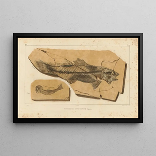 Louis Agassiz - Recherches sur les poissons fossiles Pl204.webp