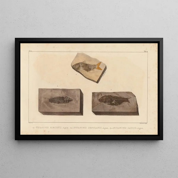 Ricerche sui pesci fossili Pl205 - Louis Agassiz — quadro incorniciato alla parete