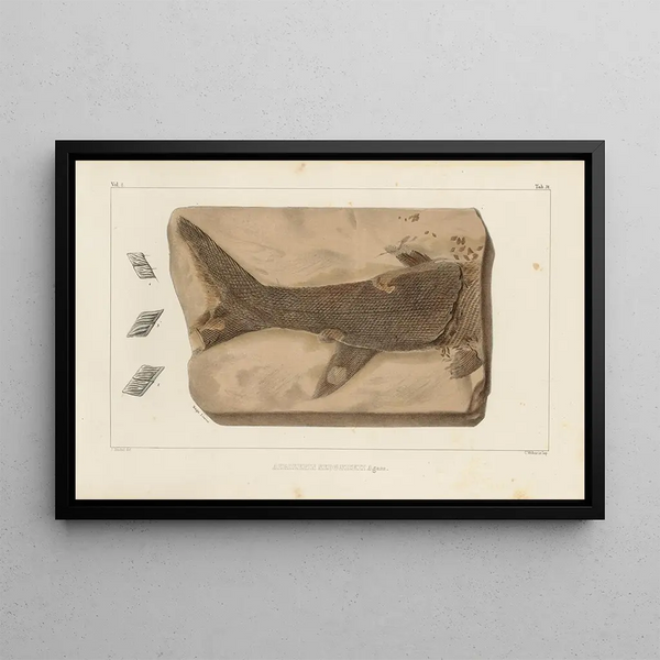 Louis Agassiz - Recherches sur les poissons fossiles Pl209.webp