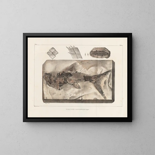 Ricerche sui pesci fossili - Louis Agassiz — quadro incorniciato alla parete