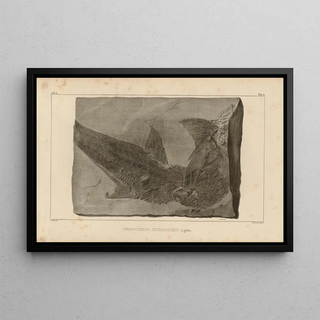 Louis Agassiz - Recherches sur les poissons fossiles Pl212.webp