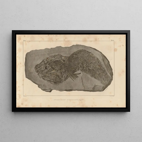 Ricerche sui pesci fossili Pl213 - Louis Agassiz — quadro incorniciato alla parete