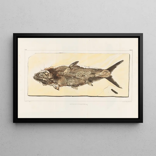 Ricerche sui pesci fossili Pl216 - Louis Agassiz — quadro incorniciato alla parete