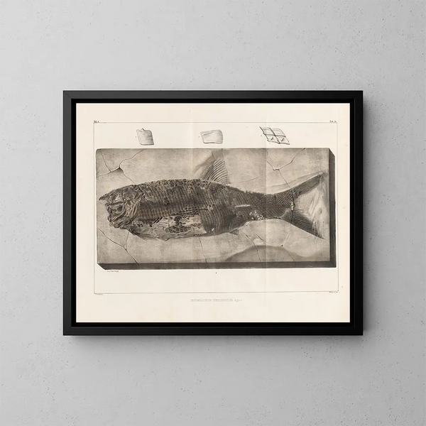 Ricerche sui pesci fossili Pl. 220 - Louis Agassiz — quadro incorniciato alla parete
