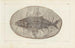 Ricerche sui pesci fossili Pl223 - Louis Agassiz — vista dell’opera