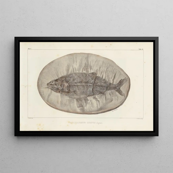 Ricerche sui pesci fossili Pl223 - Louis Agassiz — quadro incorniciato alla parete