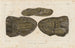 Ricerche sui pesci fossili, Pl229 - Louis Agassiz — vista dell’opera