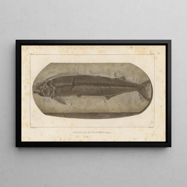 Louis Agassiz - Recherches sur les poissons fossiles Pl232.webp