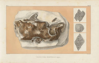 Ricerche sui Pesci Fossili Pl235 - Louis Agassiz — vista dell’opera