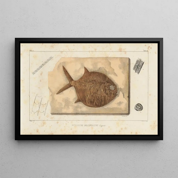 Ricerche sui pesci fossili Pl241 - Louis Agassiz — quadro incorniciato alla parete