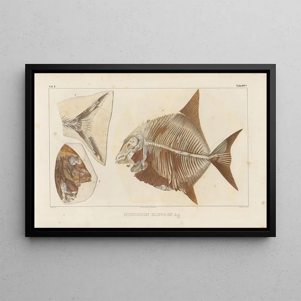 Ricerche sui Pesci Fossili Pl244 - Louis Agassiz — quadro incorniciato alla parete