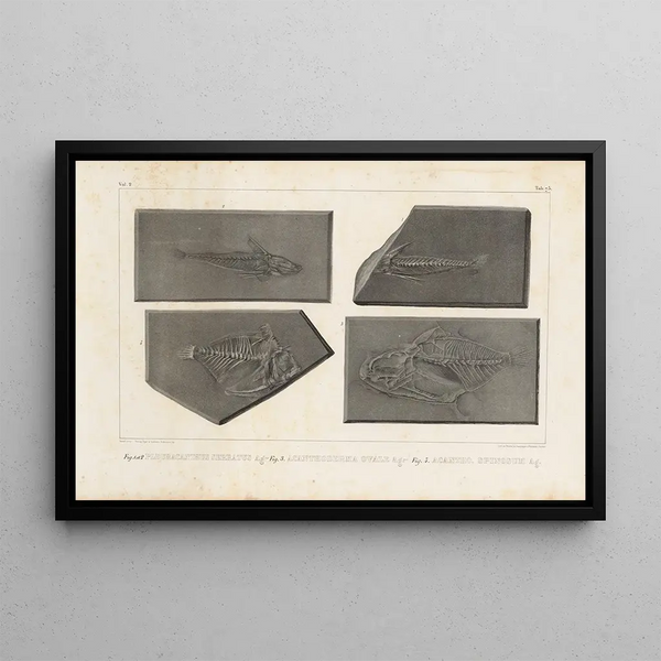 Ricerche sui pesci fossili Pl252 - Louis Agassiz — quadro incorniciato alla parete