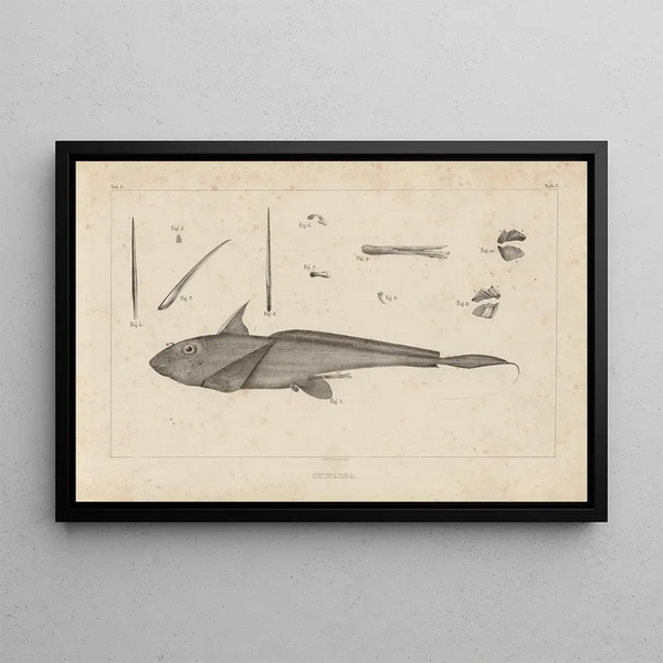 Louis Agassiz - Recherches sur les poissons fossiles Pl255.webp