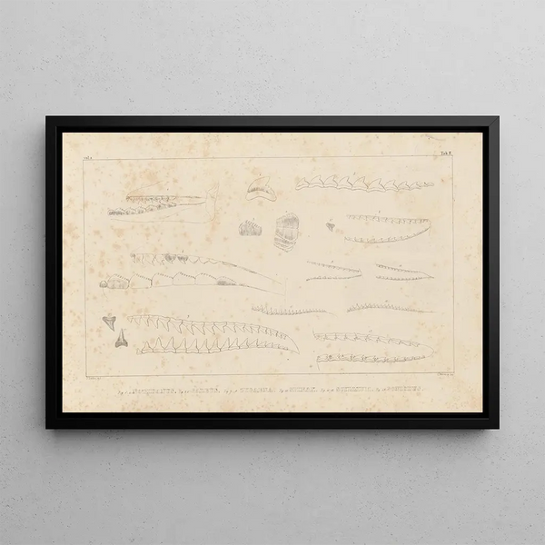 Ricerche sui pesci fossili Pl257 - Louis Agassiz — quadro incorniciato alla parete