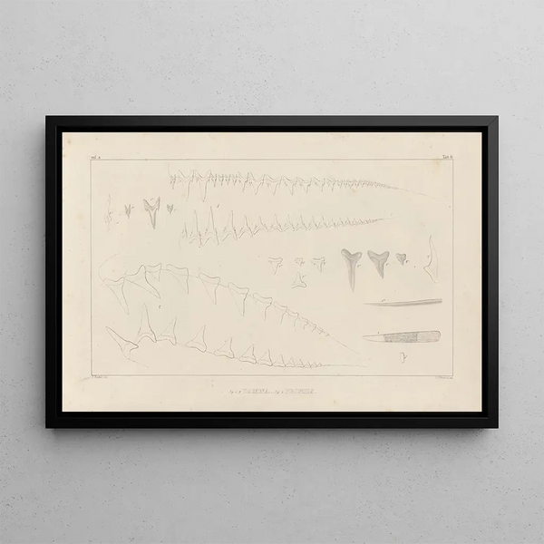 Ricerche sui pesci fossili Pl259 - Louis Agassiz — quadro incorniciato alla parete
