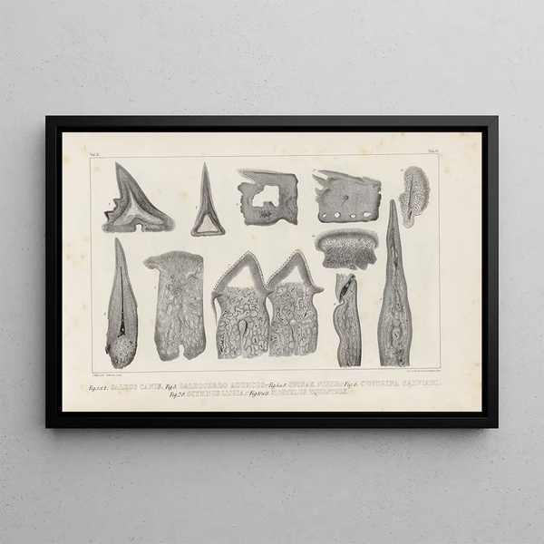 Louis Agassiz - Recherches sur les poissons fossiles Pl268.webp