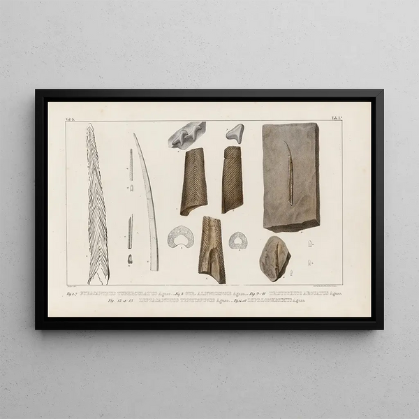 Ricerche sui pesci fossili Pl274 - Louis Agassiz — quadro incorniciato alla parete