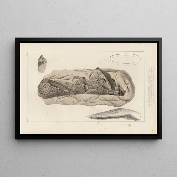 Ricerche sui pesci fossili Pl275 - Louis Agassiz — quadro incorniciato alla parete